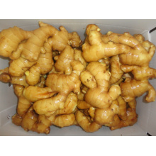 200g and up Fresh Ginger High Quality